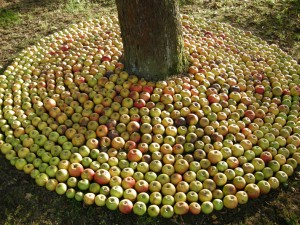Afbeelding Verhoudingen - Appels om de boom